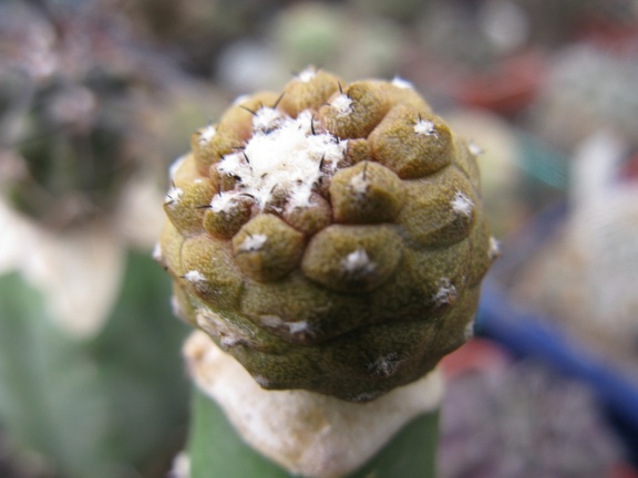 Фото коллекции В.М. Павлика (г. Жашков)