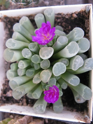 Фото коллекции В.М. Павлика (г. Жашков)