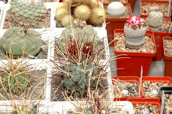 Коллекция Игоря и Елены Сытник (Харьков)