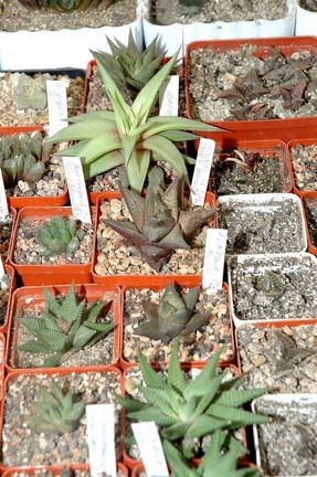 Коллекция Игоря и Елены Сытник (Харьков)