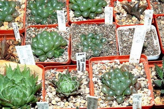 Коллекция Игоря и Елены Сытник (Харьков)