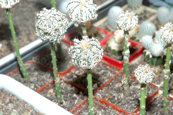 Коллекция Игоря и Елены Сытник (Харьков)