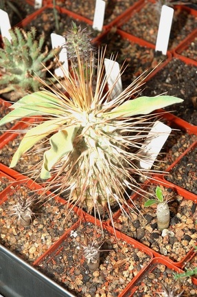 Коллекция Игоря и Елены Сытник (Харьков)