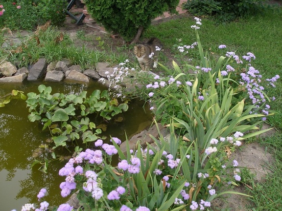 Коллекция Александра Животенко (Ирпень)