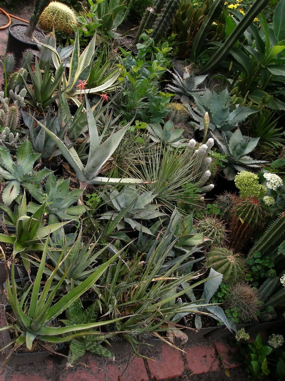 Коллекция Александра Животенко (Ирпень)