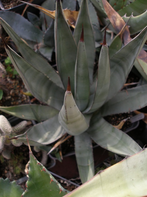 Коллекция Александра Животенко (Ирпень)