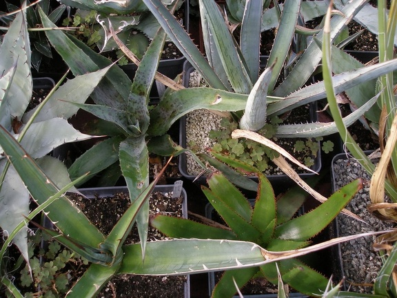 Коллекция Александра Животенко (Ирпень)