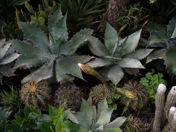 Коллекция Александра Животенко (Ирпень)