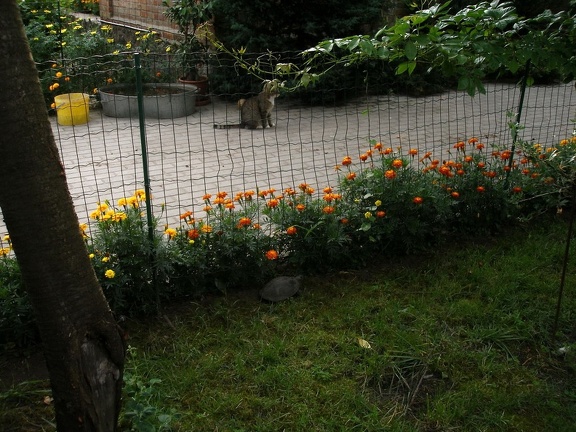 Коллекция Александра Животенко (Ирпень)