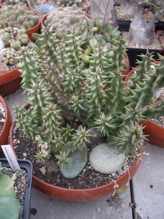 Коллекция Александра Животенко (Ирпень)