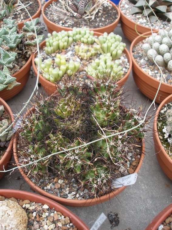 Коллекция Александра Животенко (Ирпень)