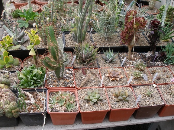 Коллекция Александра Животенко (Ирпень)