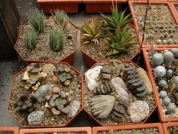 Коллекция Александра Животенко (Ирпень)