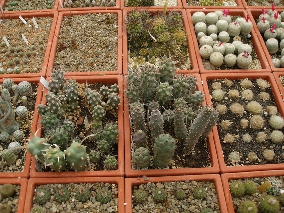 Коллекция Александра Животенко (Ирпень)