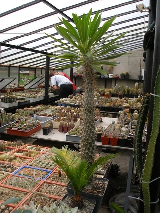 Коллекция Александра Животенко (Ирпень)