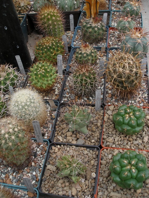 Коллекция Александра Животенко (Ирпень)