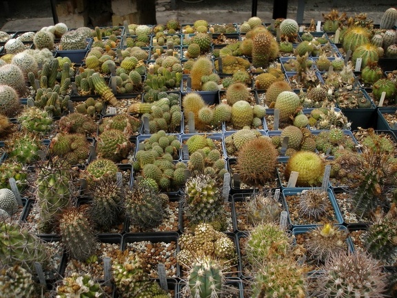 Коллекция Александра Животенко (Ирпень)