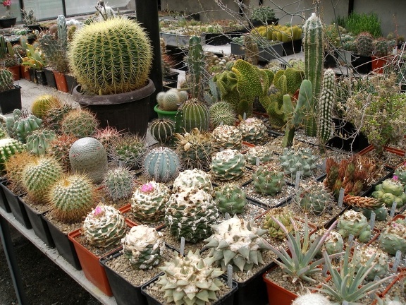 Коллекция Александра Животенко (Ирпень)