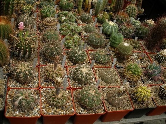 Коллекция Александра Животенко (Ирпень)