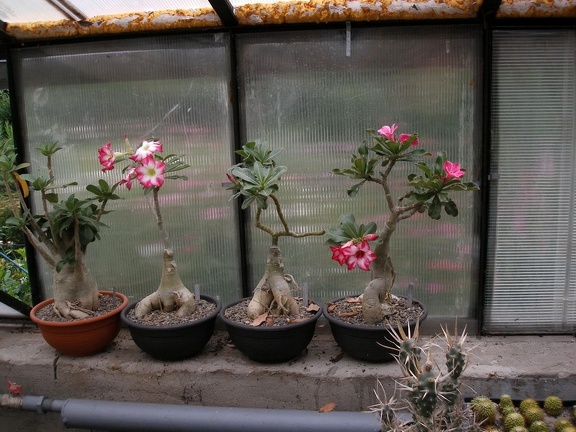 Коллекция Александра Животенко (Ирпень)