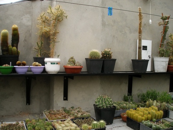 Коллекция Александра Животенко (Ирпень)