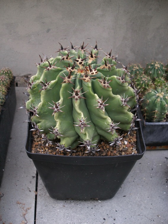 Коллекция Александра Животенко (Ирпень)