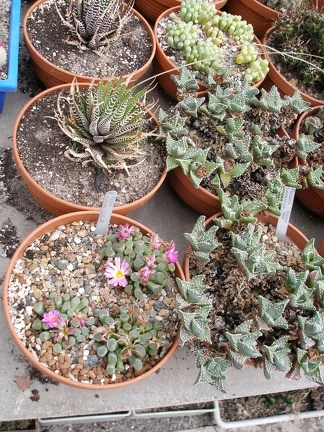 Коллекция Александра Животенко (Ирпень)