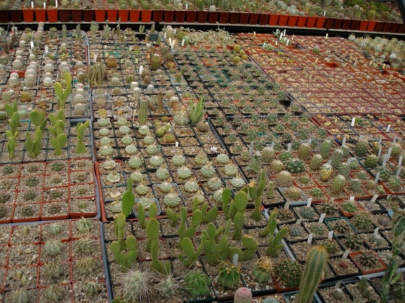 Коллекция Александра Животенко (Ирпень)