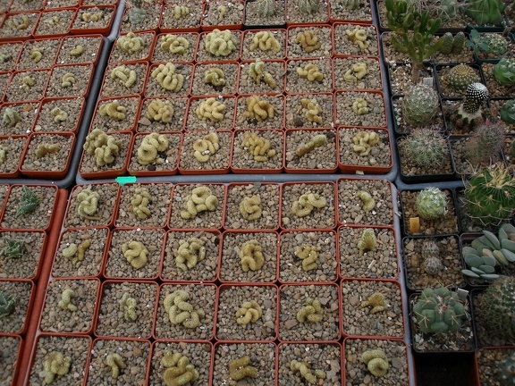 Коллекция Александра Животенко (Ирпень)