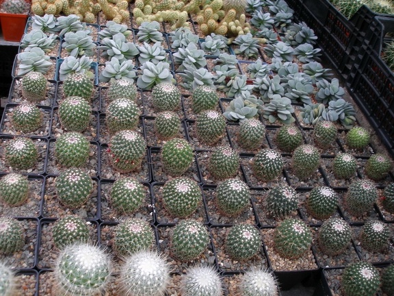 Коллекция Александра Животенко (Ирпень)