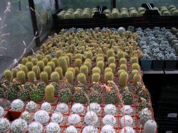 Коллекция Александра Животенко (Ирпень)