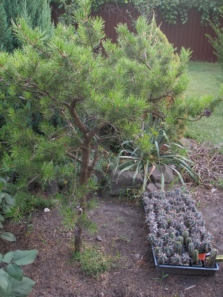 Коллекция Александра Животенко (Ирпень)