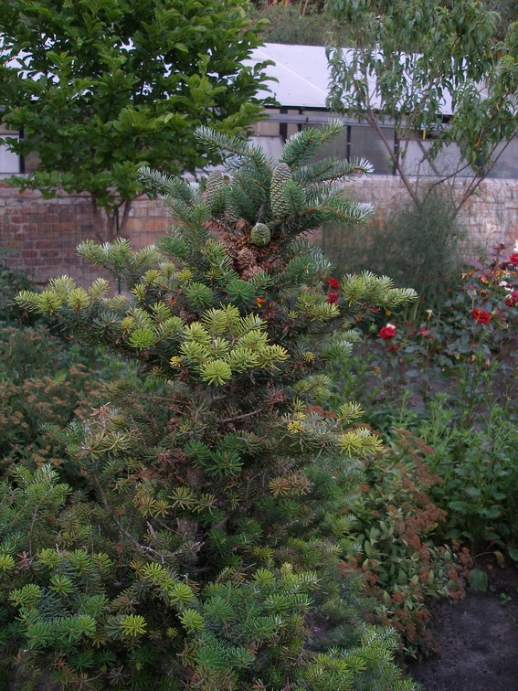 Коллекция Александра Животенко (Ирпень)