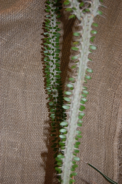 Alluadia procera Drake