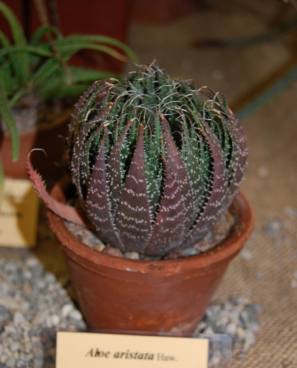 Aloe aristata Haw