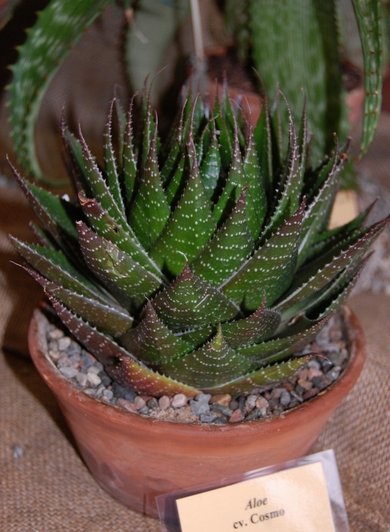 Aloe cv   Cosmo