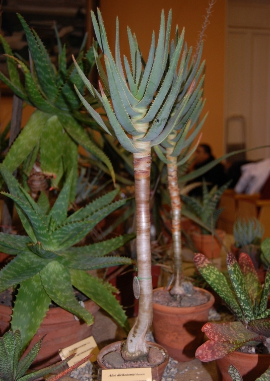 Aloe dichotoma Masson