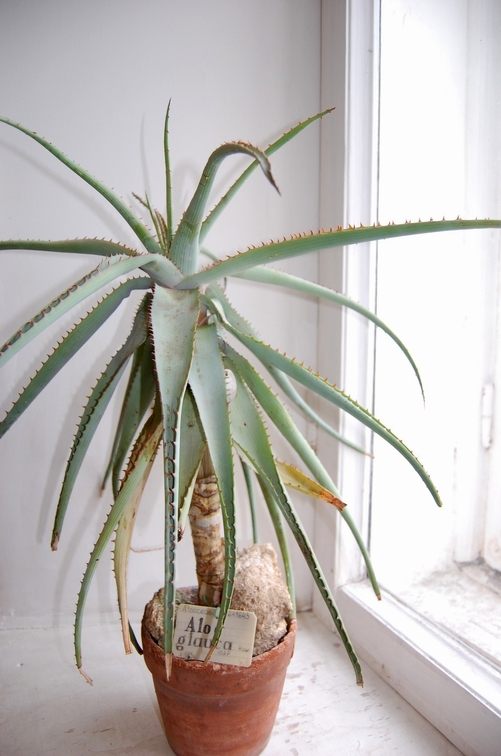 Aloe glauca