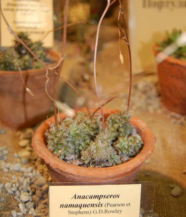 Anacamseros  namaquensis  Pearson amp Stephens  G D Rowley  Potrulacaceae