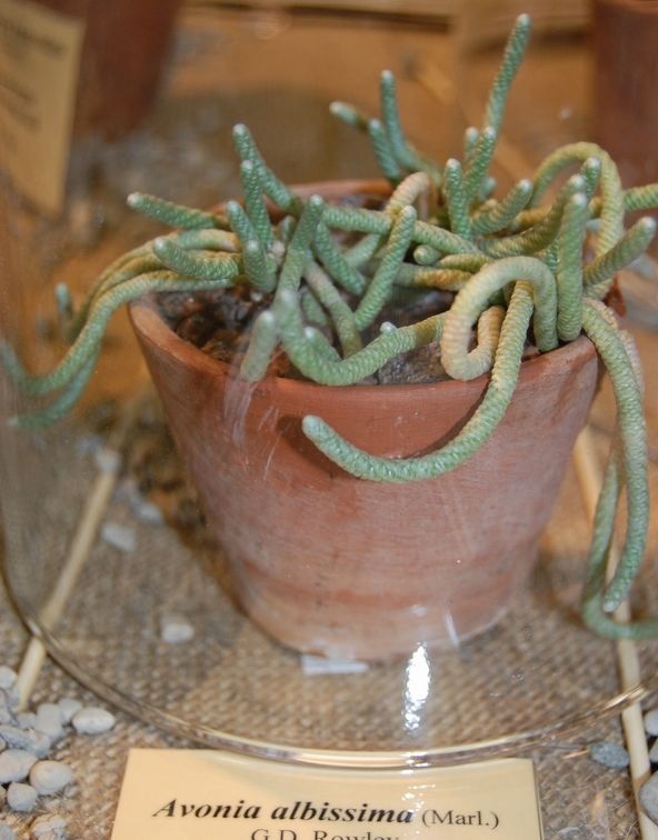 Avonia albissima  Marl G D  Rowley