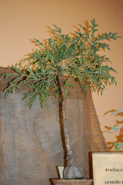 Cussonia paniculata  Ecloh  amp Zeiher  Araliaceae