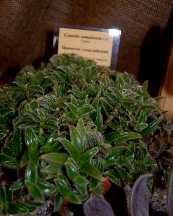 Cyanotis somaliensis