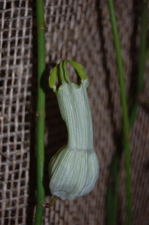 Cynanchum viminale  flower