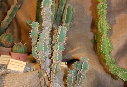 Euphorbia polyacantha Boiss (1630 відвідувань) Euphorbia polyacantha Boiss