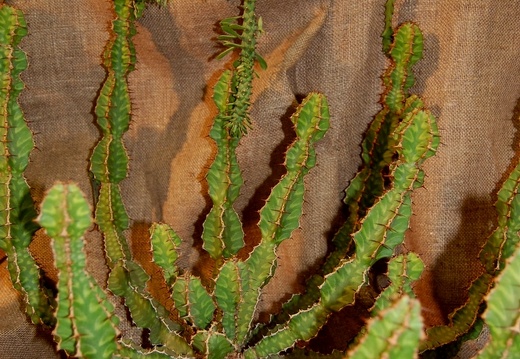Euphorbia pseudocactus A Berger (1823 відвідувань) Euphorbia pseudocactus A Berger