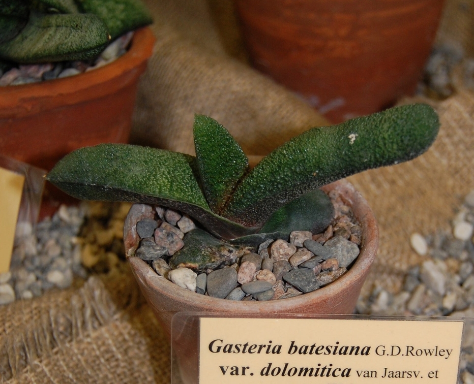 Gasteria batesiana var  dolomitica van Jaarsv amp Wyk
