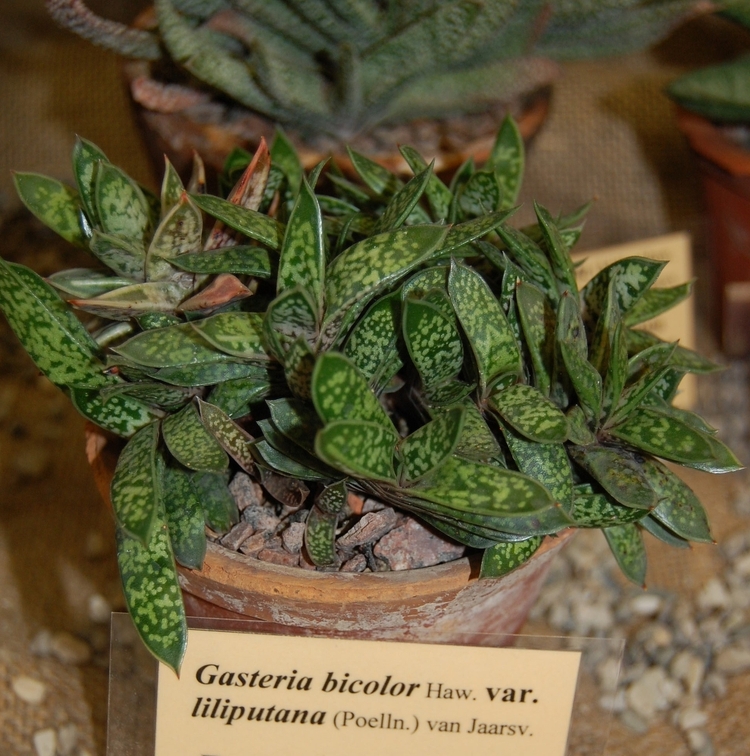 Gasteria bicolor  var  liliputana  Poelln  van Jaarsv