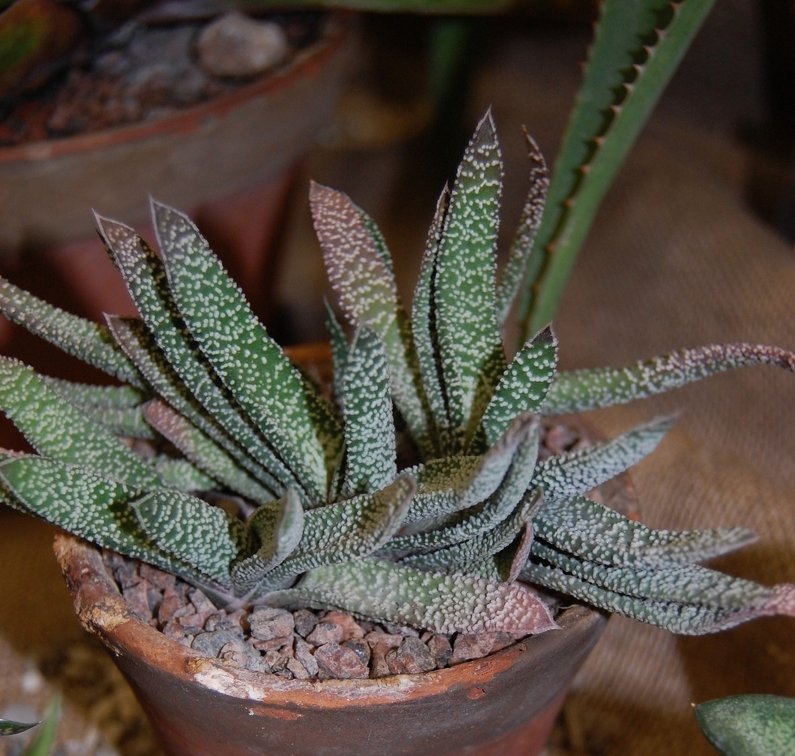 Gasteria carinata var  verrucosa  Mill  Haw