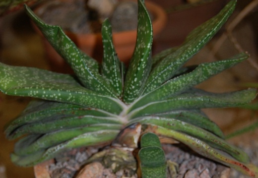 Gasteria disticha L Haw (1494 відвідувань) Gasteria disticha L Haw