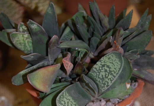 Gasteria pseudonigricans Haw (1542 відвідувань) Gasteria pseudonigricans Haw